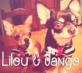 /album/les-amis-de-mon-chien-mon-attache/lilou-jango-jpg/
